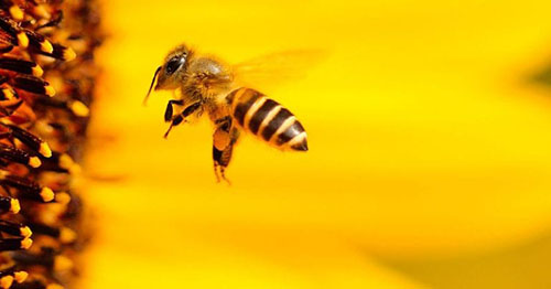 Une abeille en train de butiner (et de polliniser)