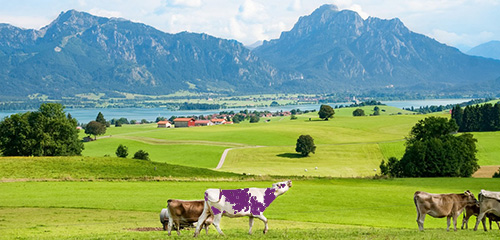 Une vache mauve paissant dans une pature suisse