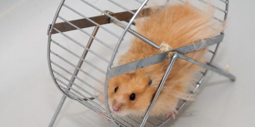 Un hamster dans une roue