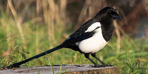 Une pie, animal fétiche de Newcastle